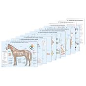 Planches d'acupuncture vétérinaire : cheval