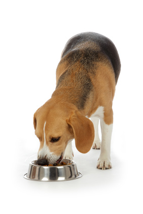 Alimentation canine