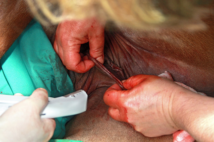 Chirurgie équine