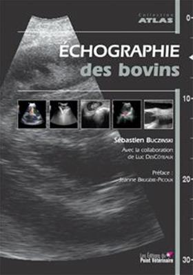 Echographie des bovins